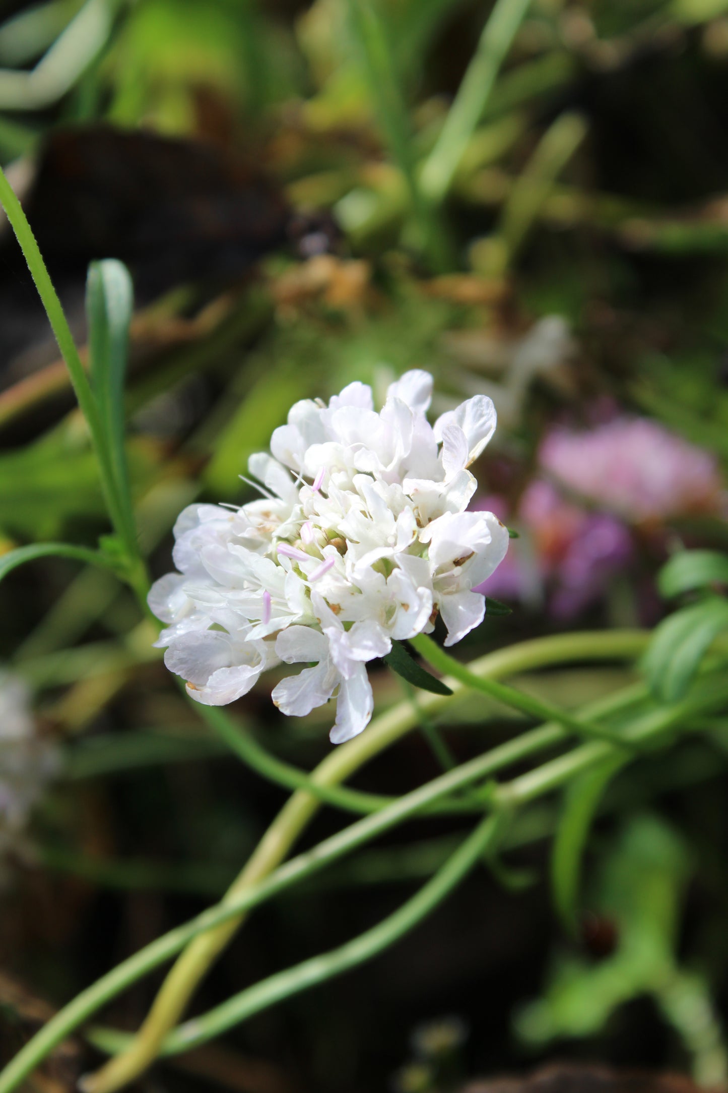 Scabiosa atropurpurea Seeds