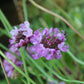 Scabiosa atropurpurea Seeds