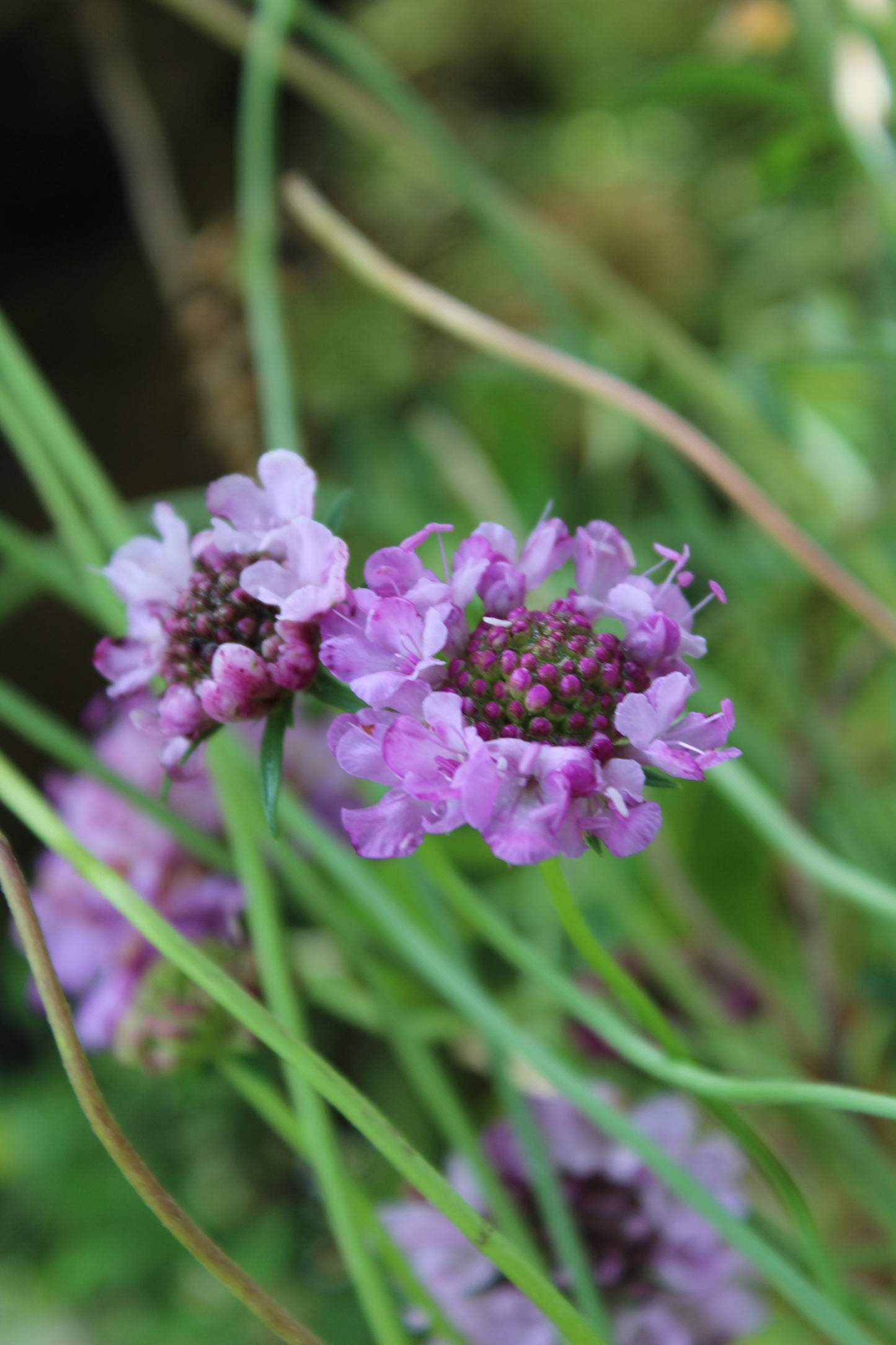 Scabiosa atropurpurea Seeds