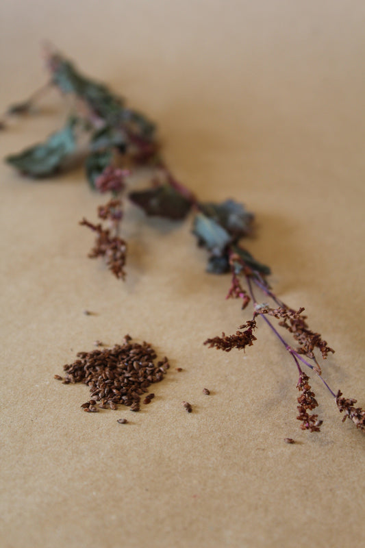 Persicaria tinctoria Seeds