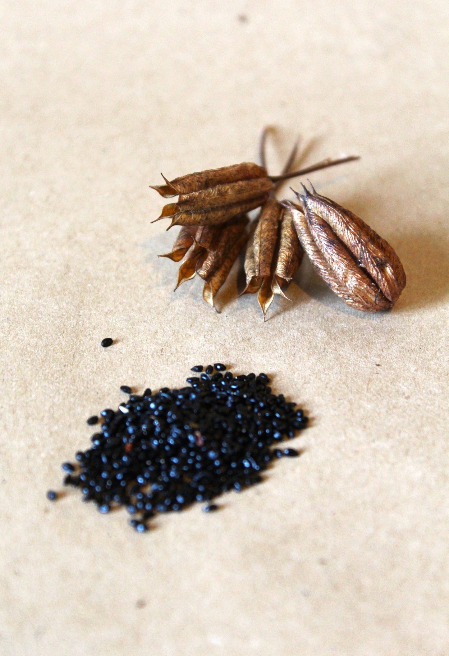 Dye Plant Seeds Collection