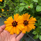 Big Coreopsis tinctoria Seeds