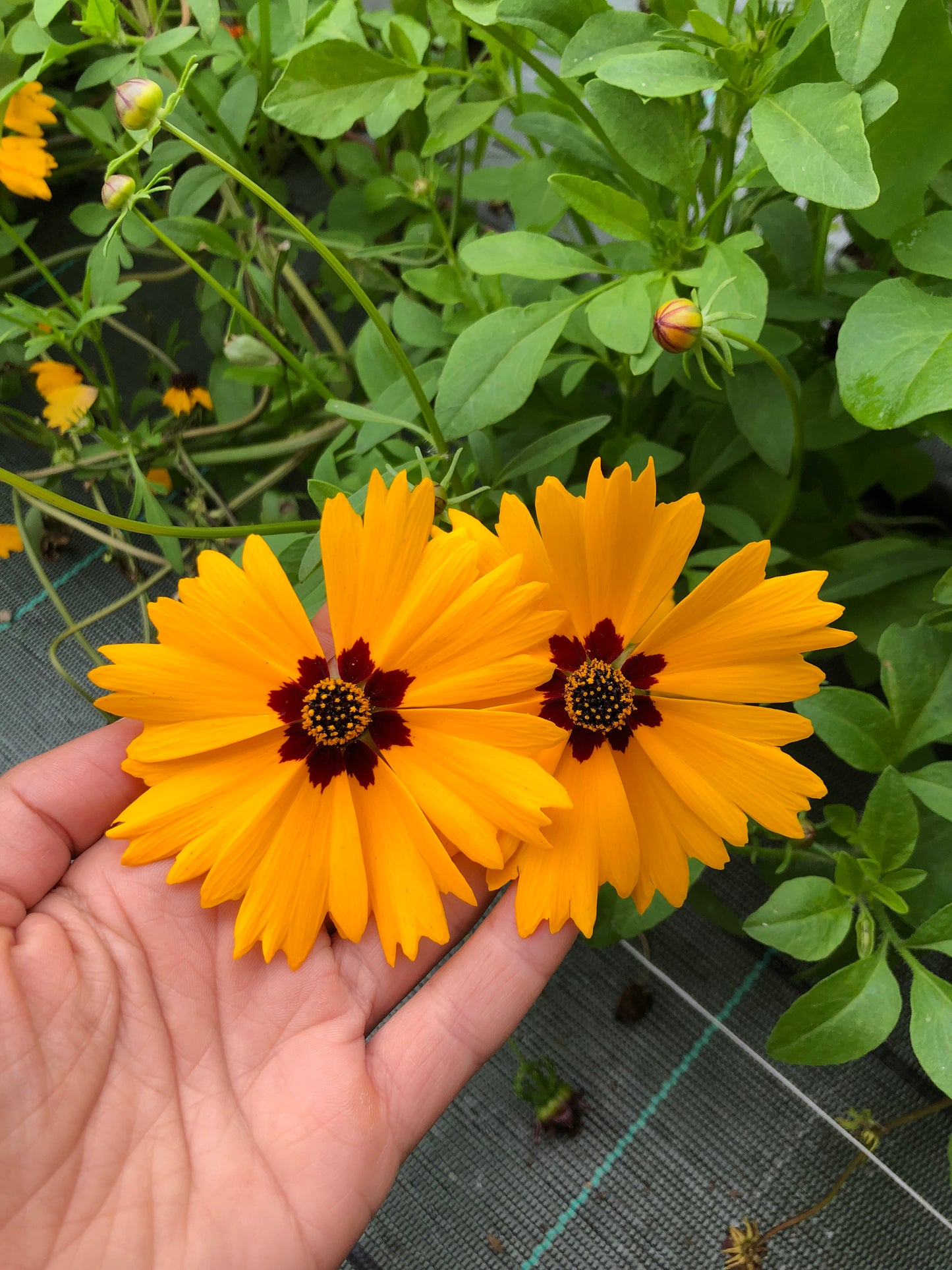 Big Coreopsis tinctoria Seeds