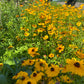 Big Coreopsis tinctoria Seeds