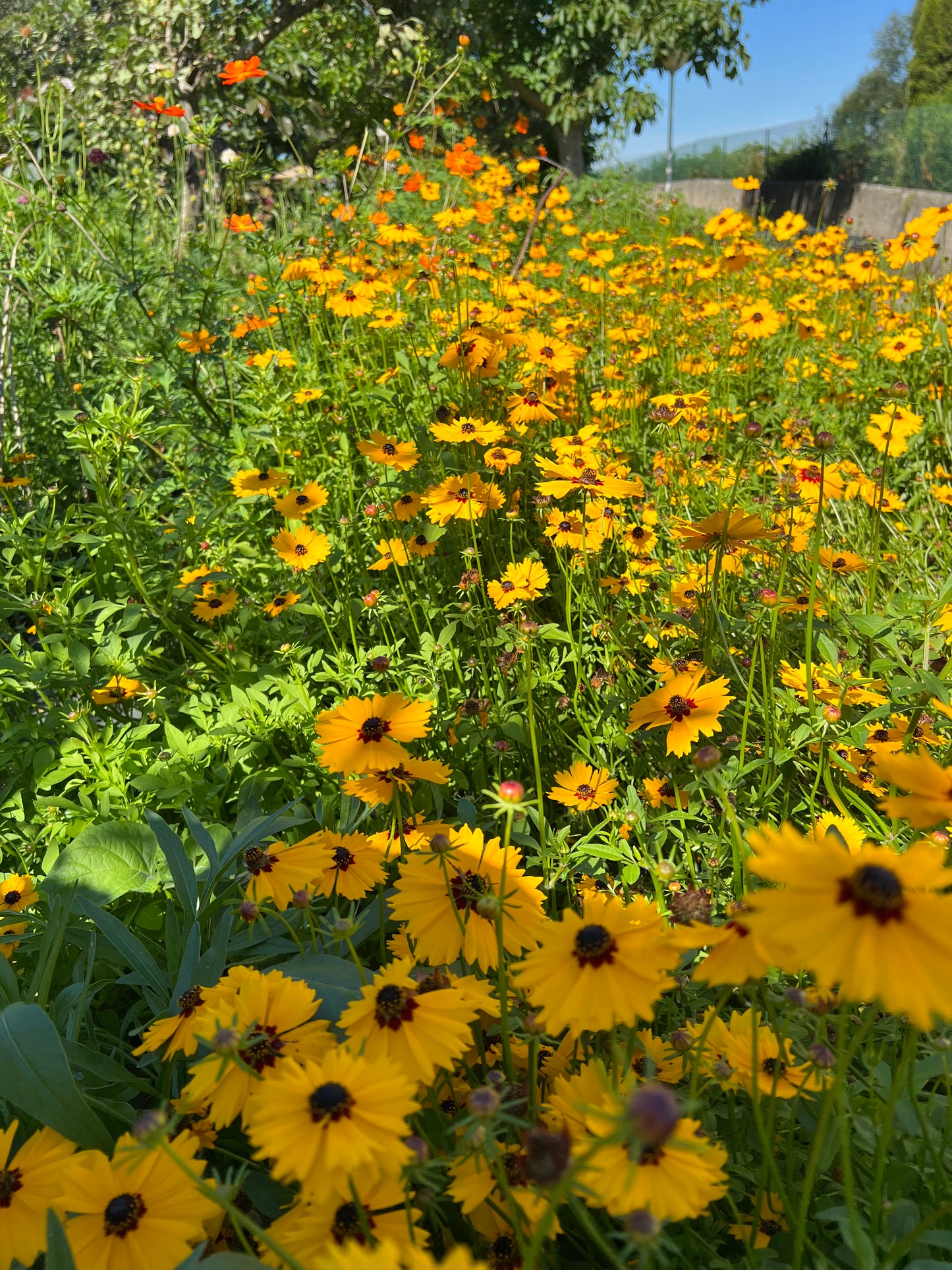 Big Coreopsis tinctoria Seeds