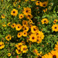 Big Coreopsis tinctoria Seeds