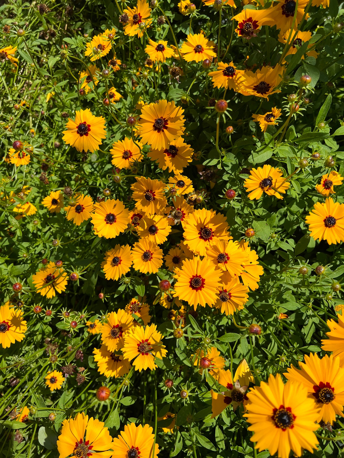 Big Coreopsis tinctoria Seeds