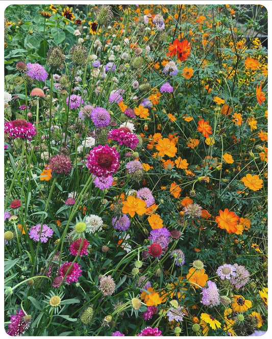 Dye Plant Seeds Collection