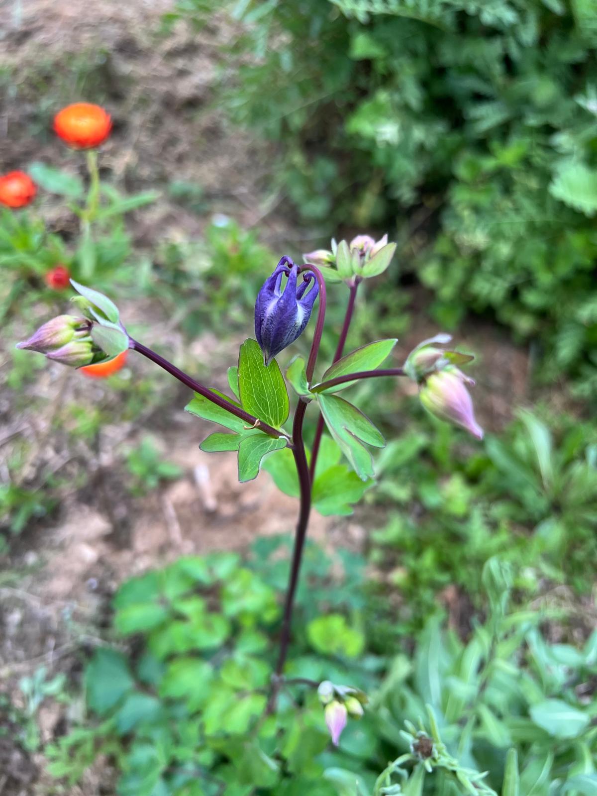 Semillas de Aquilegia vulgaris 