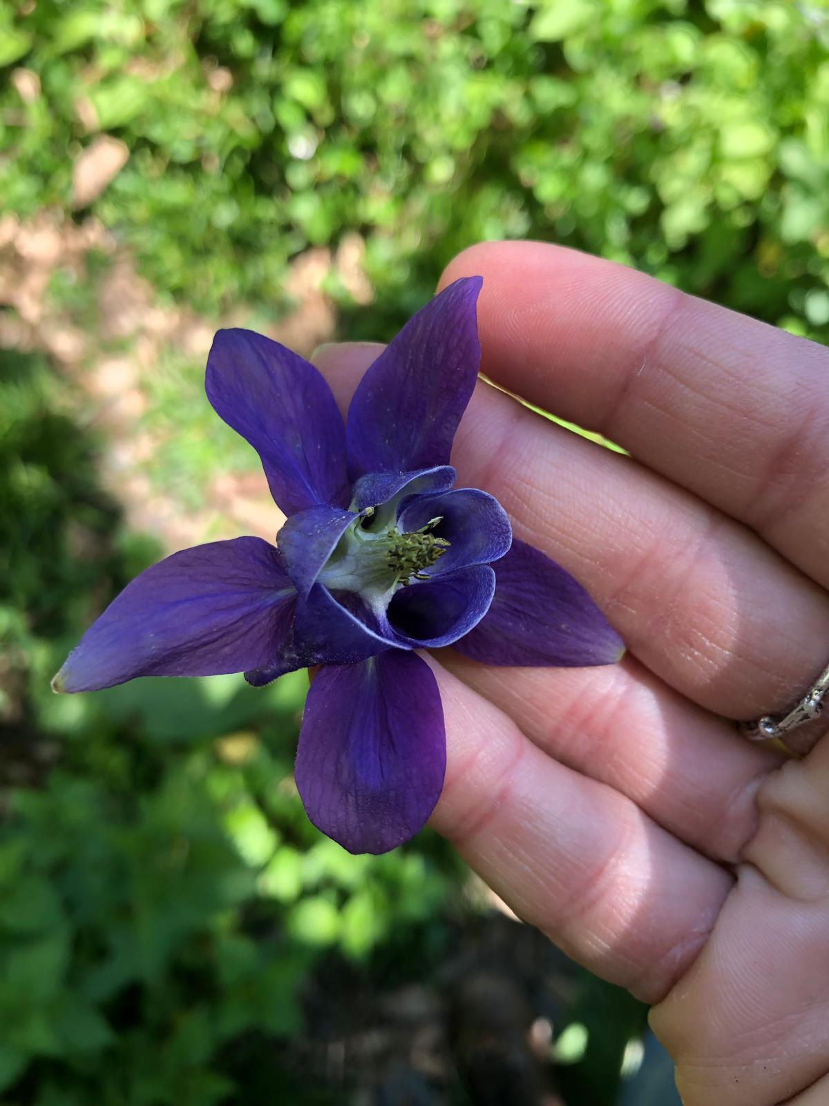 Semillas de Aquilegia vulgaris 