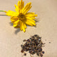 Coreopsis lanceolata Seeds