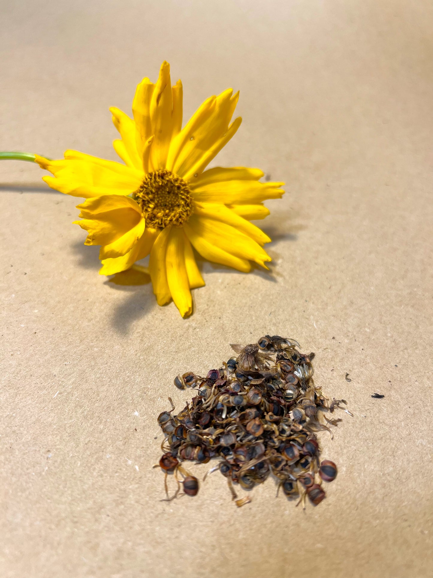 Coreopsis lanceolata Seeds