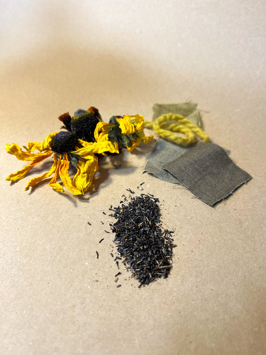 Rudbeckia hirta Seeds