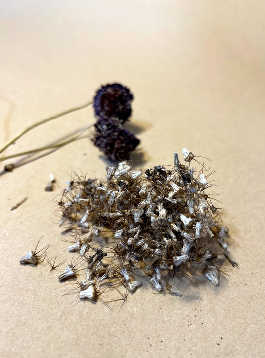 Scabiosa atropurpurea Seeds