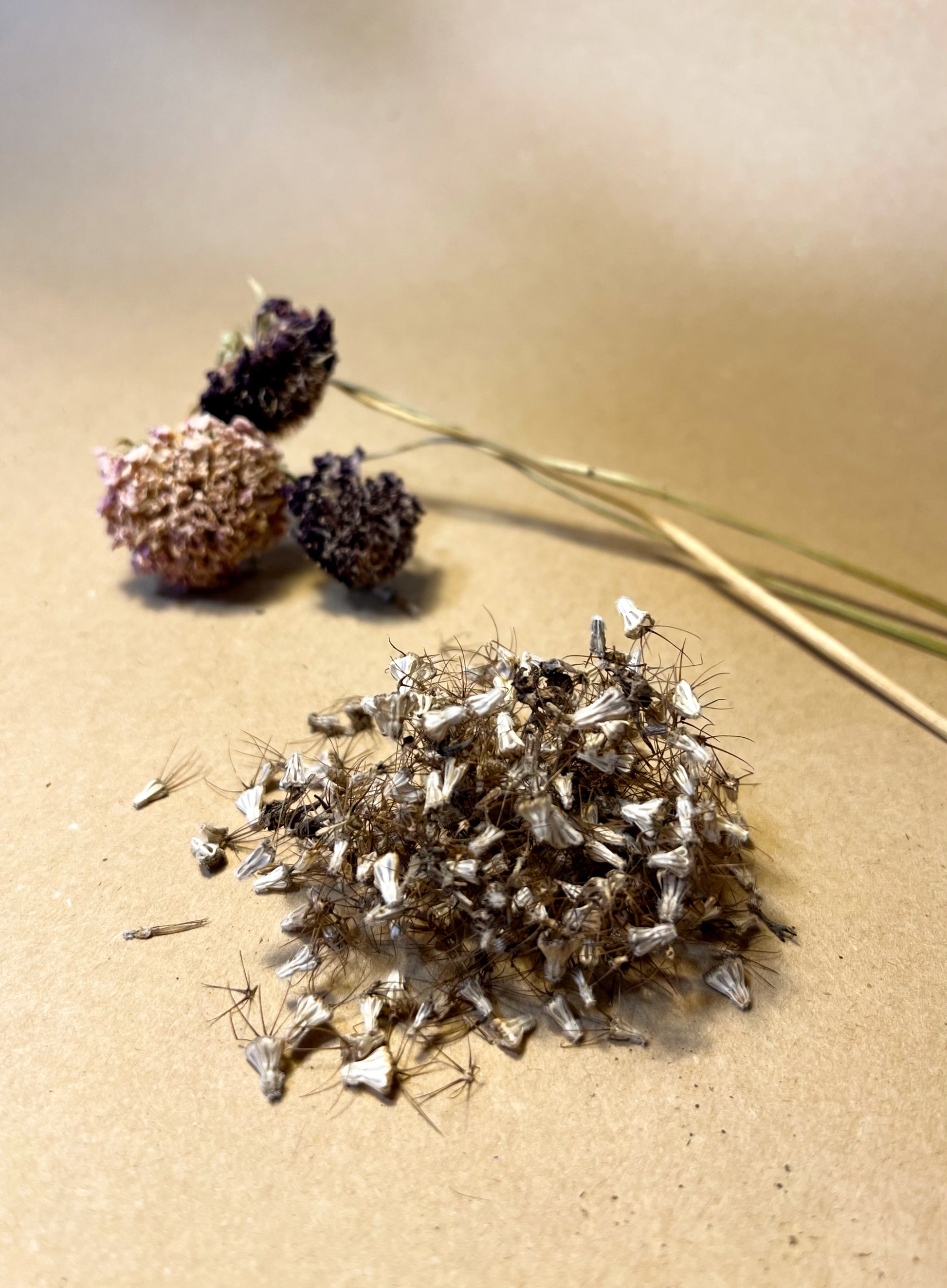 seeds for dye plants Dye Plant Seeds Collection – Alizari