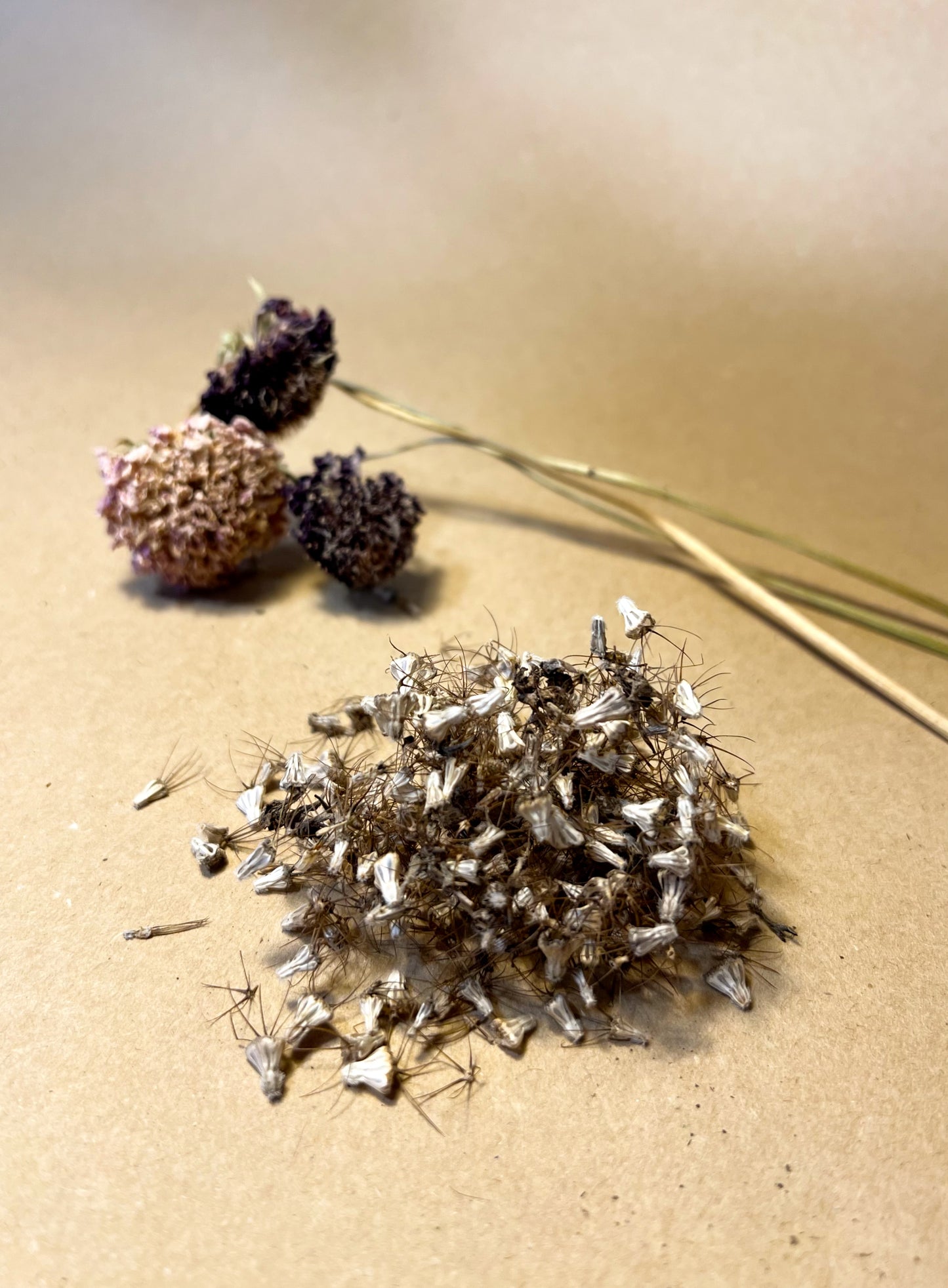 Dye Plant Seeds Collection